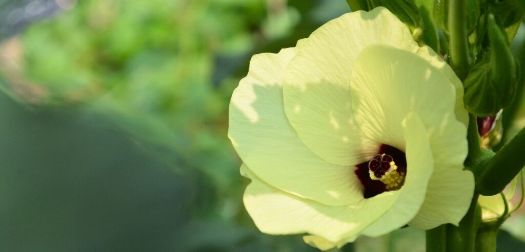 オクラの花