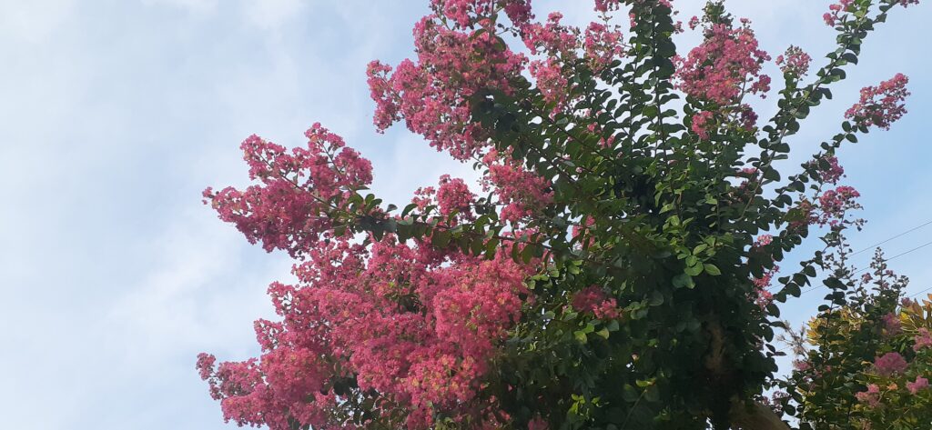 庭の百日紅（さるすべり）が満開に。