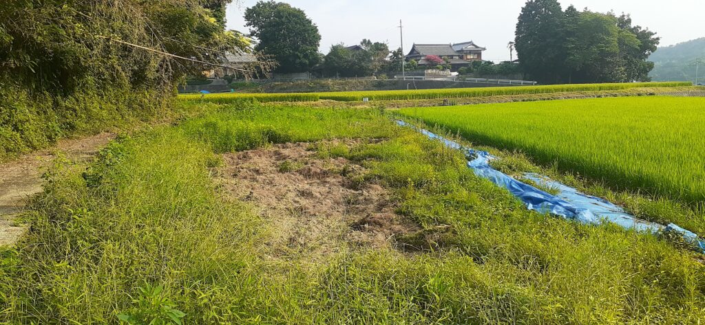 イノシシに荒らされた跡・・・