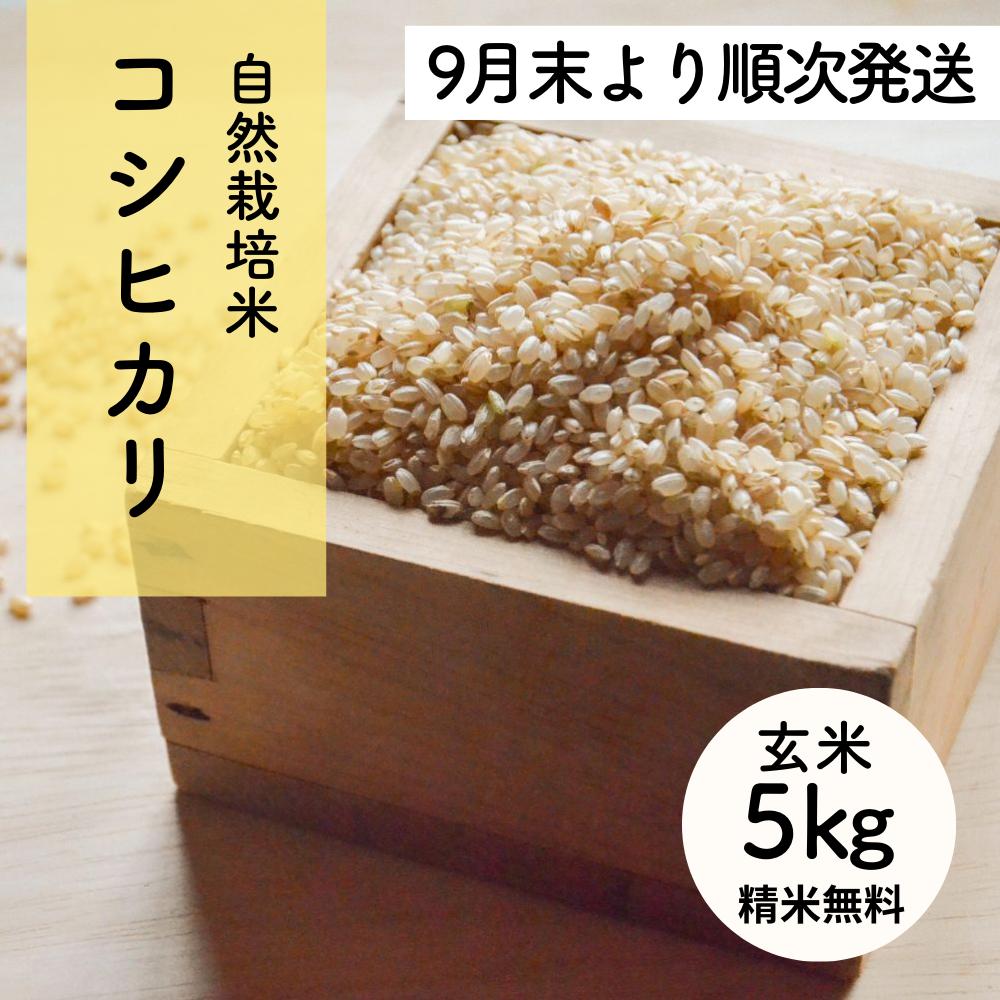 【新米】たけた自然農園のおいしいお米（玄米）令和7年度産コシヒカリ5kg
