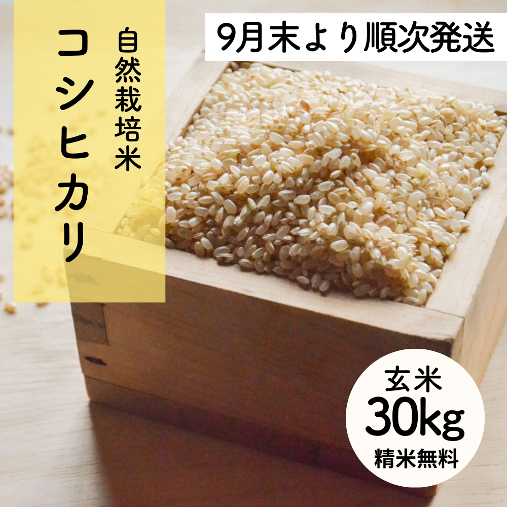 【新米】たけた自然農園のおいしいお米（玄米）令和7年度産コシヒカリ30kg